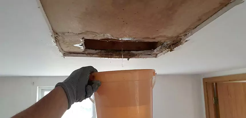 Ceiling Mold Repair Powder Springs